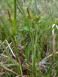 Carex flava - Michigan Flora