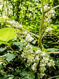 Cuscuta gronovii (Scaldweed) | Native Plants of North America