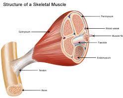 Image of Skeletal muscle