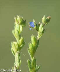 Veronica dillenii - Database of the Czech flora and vegetation