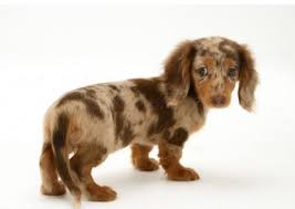 Image result for dachshunds puppy