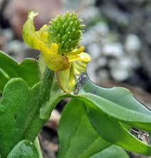 Ranunculus pygmaeus - The Flora of Svalbard
