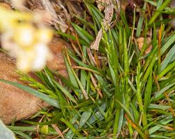 Catapodium marinum (L.) C.E.Hubb., Sea-fern grass (World flora ...