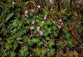 Geranium pusillum - Michigan Flora