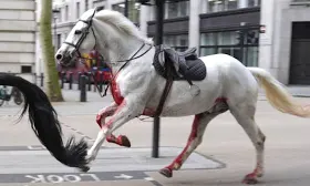 Rush hour chaos in London as five military horses run amok after getting spooked during exercise