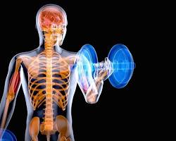 Renforcement des os et des muscles par le sport