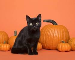 Image of cat licking pumpkin