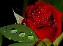 أجمل  الورود الحمراء  في العالم    Images?q=tbn:ANd9GcSrVby-9KhS-jHJYzHKuapJXa2qWeuIhN4uFbyk1czGLQbLxsar