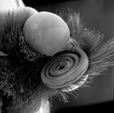 Image result for Entomology ELECTRON MICROSCOPE