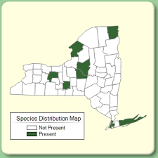 Plantago media - Species Page - NYFA: New York Flora Atlas