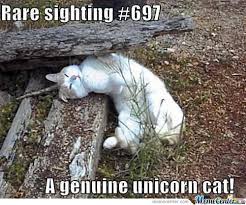 unicorn meme - Google Search | Ceiling cat BUYbull | Pinterest ... via Relatably.com
