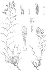 Research on the genus Limonium (Plumbaginaceae) in the Tuscan ...