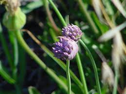 Allium acutiflorum - Wikipedia
