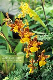 Image result for Odontocidium
  ( Purbeck Gold Orchid )