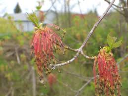 Acer negundo - Michigan Flora