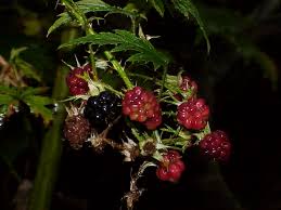 Rubus – Wikipedia