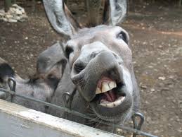 Image result for donkey images