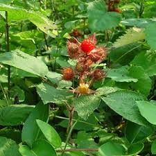 Rubus phoenicolasius (wine raspberry): Go Botany
