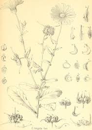 Calendula suffruticosa subsp. fulgida - Wikispecies