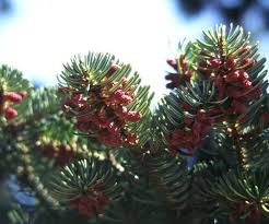Abies cephalonica - EUFORGEN European forest genetic resources ...