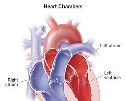 Image of Human heart chambers