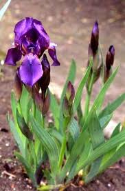 SpecAphylla < Spec < Iris Wiki