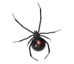 Résultats de recherche d'images pour « black widow spider »