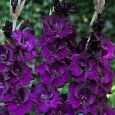 Gladiolus Bulbs - Purple Flora | Spring Flower Bulbs | Eden Brothers