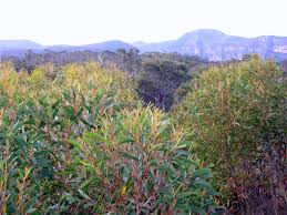 Image result for Eucalyptus cunninghamii