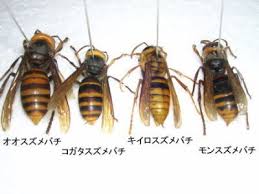 「黄色スズメバチ」の画像検索結果