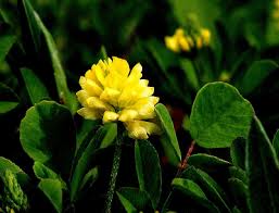 Trifolium dubium - Michigan Flora