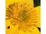 Caltha palustris (Yellow marsh marigold) | Native Plants of North ...