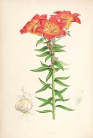 Lilium bulbiferum Fire Lily, Orange lily PFAF Plant Database