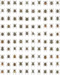 Image result for Entomology Studies