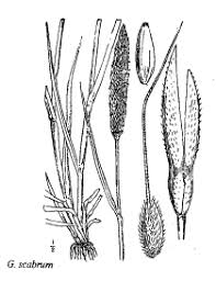 Sp. Gastridium scabrum - florae.it
