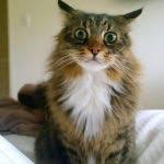 Shocked Cat Meme Generator - Imgflip via Relatably.com