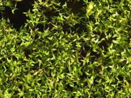 Lemna trisulca - Michigan Flora
