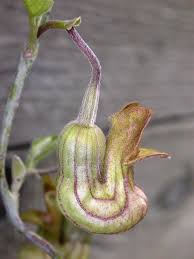 Aristolochiaceae - Wikipedia