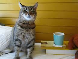Image result for cat with cup of coffee