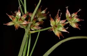 Juncus fontanesii subsp. fontanesii | Plants of the World Online ...