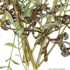 Centaurea scabiosa (greater knapweed): Go Botany