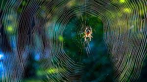 different types of spider webs