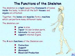 Image result for skeletal bones