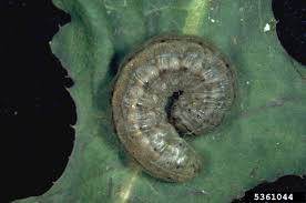 Image result for cutworm