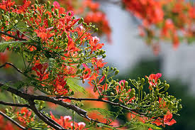 Image result for hoa phượng đỏ