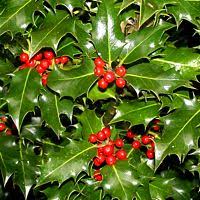 Image result for IMAGE of Christmas Holly decorations