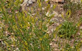 Melilotus indicus, Annual Yellow Sweetclover, Southwest Desert Flora