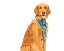 Kurgo TruFit Enhanced Strength Dog Harness and Seatbelt