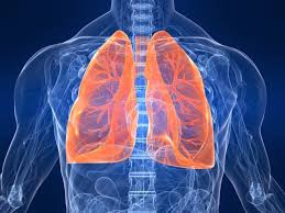 Hasil gambar untuk paru paru