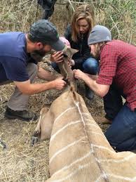 UI wildlife researcher awarded $700K to study Africa antelope | The ...